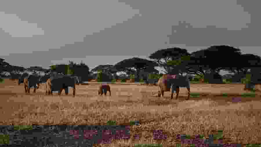 7 Days Maasai Mara, Lake Nakuru, Lake Naivaisha, Amboseli