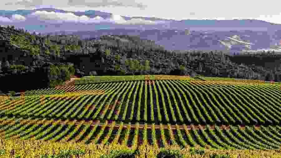 Vineyard In California