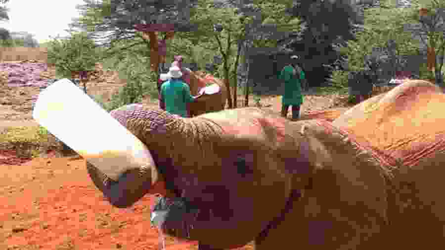 Baby Elephants of Kenya