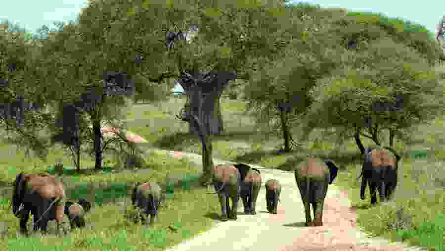 Spot wildlife