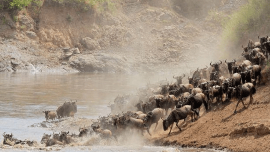 Masai Mara National Reserve