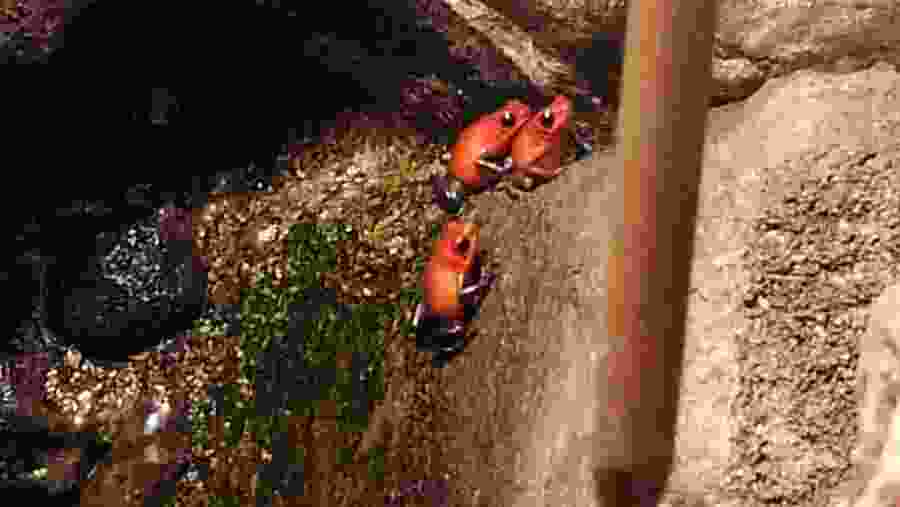 Adelphobates galactonotus