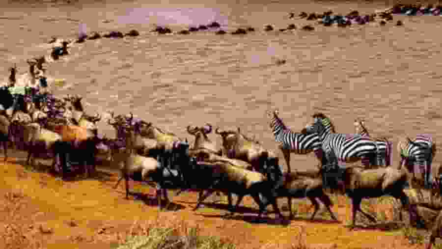 Great Migration