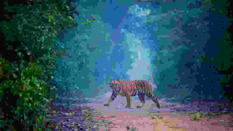 Sighting a Tiger at Jim Corbett National Park