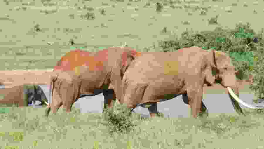 Glimpse Herds of African Elephants at Maasai Mara