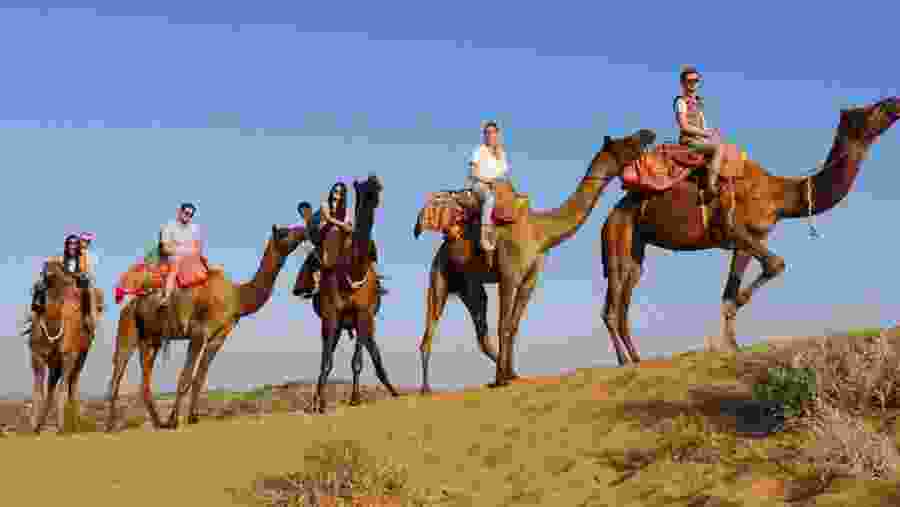 Camel Safari