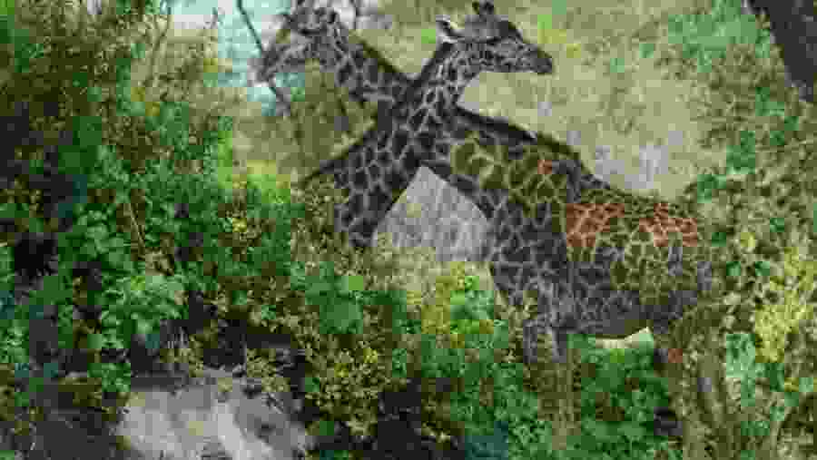 Witness the wildlife