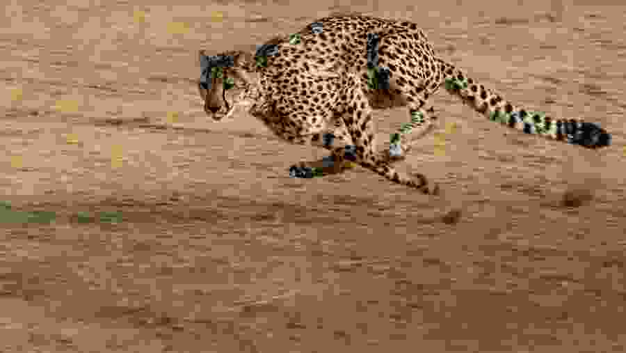 Spot a Cheetah in the park