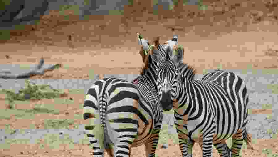 Zebras