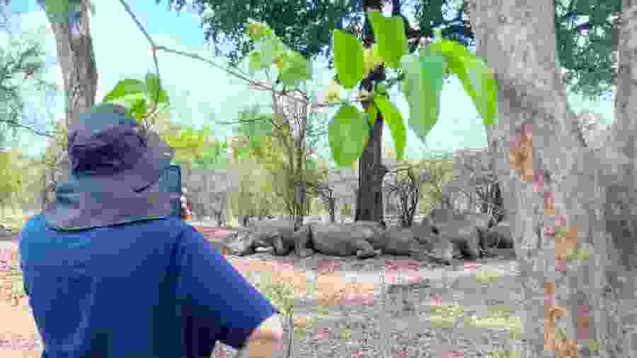 Rhino encounter in Mosi Oa Tunya National Park