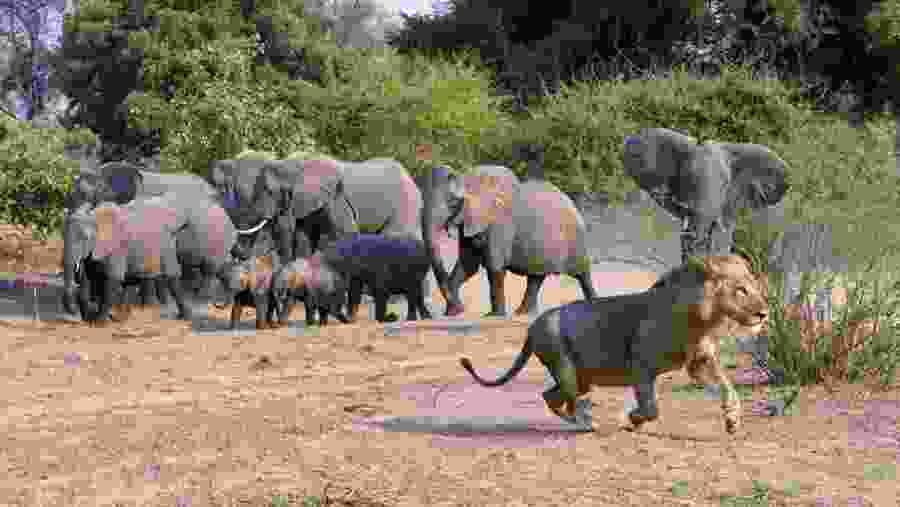 See Elephants and Lions