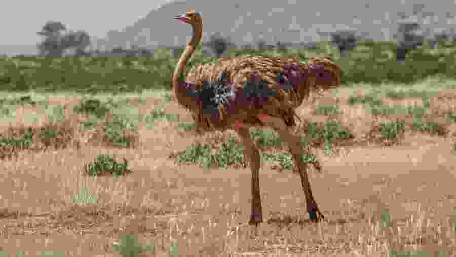 Somali Ostrich at Samburu National Park