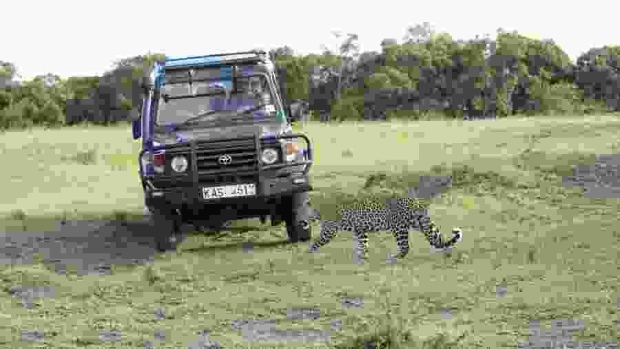 Safari Experience