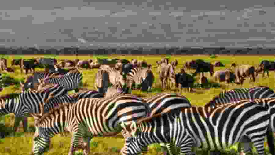 See Zebras at Amboseli National Park