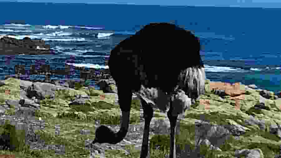 Wildlife in Cape Town