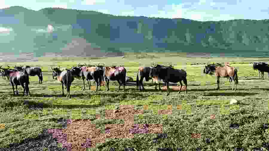 Wildebeests at sight