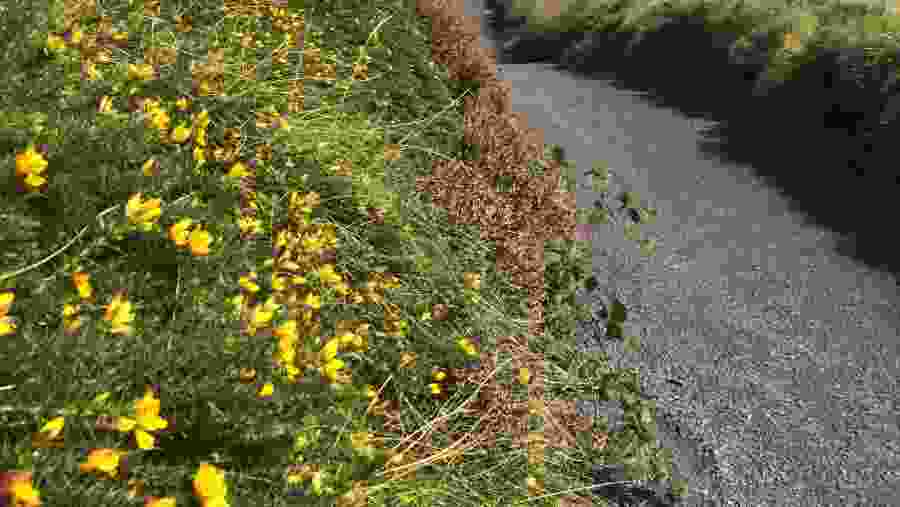 Appreciate the beauty of Dandelions, Ireland