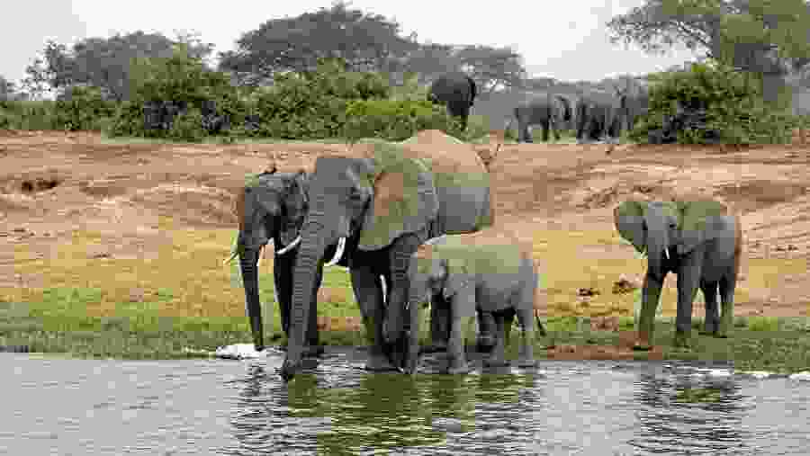 Queen Elizabeth National Park Elephants