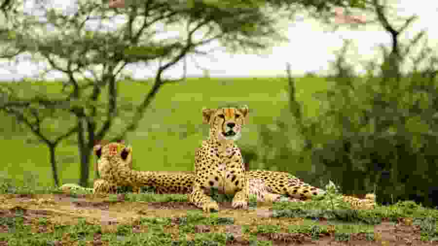 Cheetah at Serengeti National Park