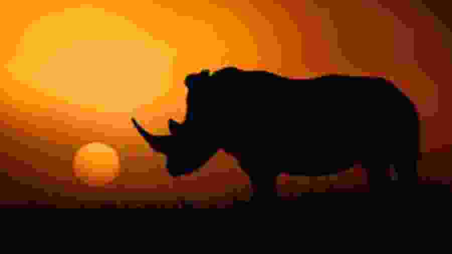 Spot the wild Rhino amidst warm sunset hues