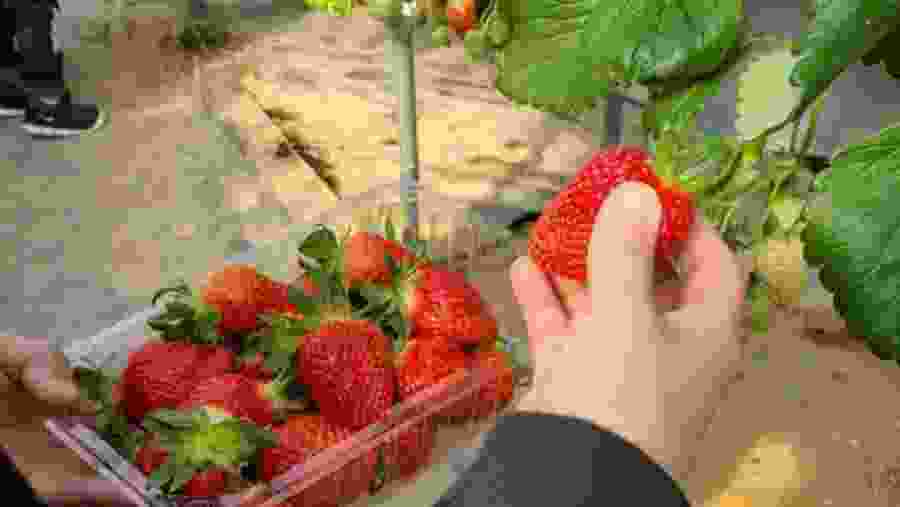 Fresh Strawberries