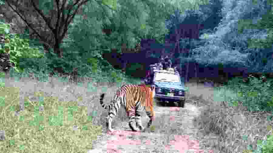 Indian Tigers