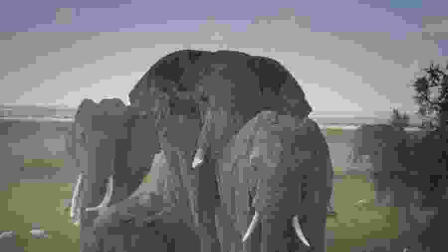 Elephants in Tarangire National Park