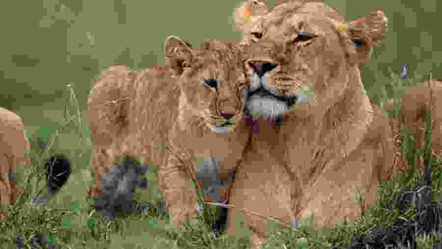 African Lion