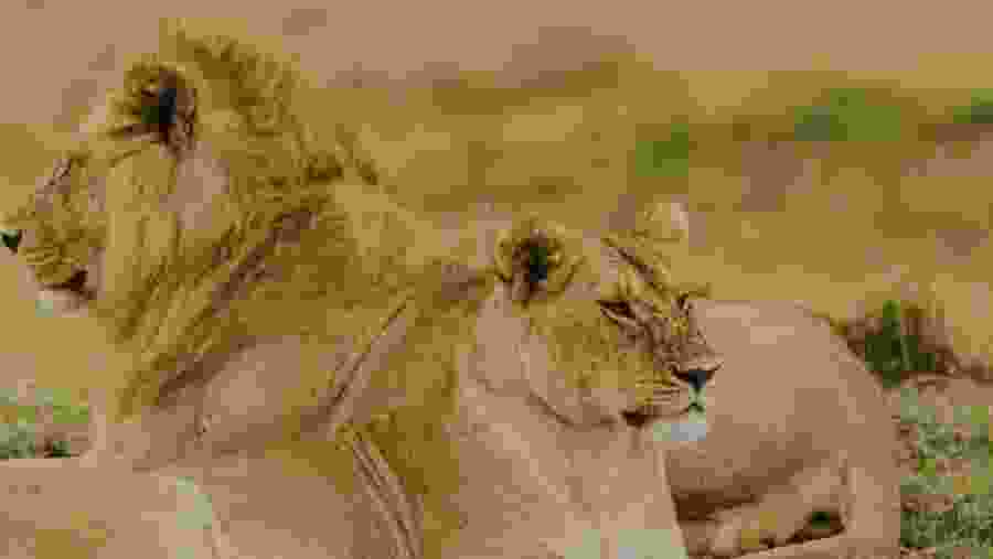 Lions