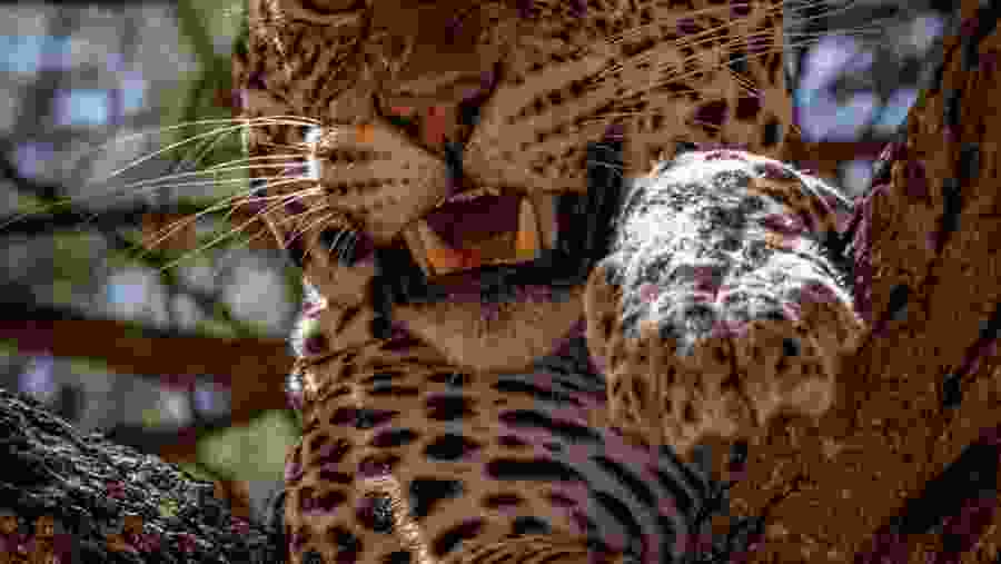 Leopard in Lake Manyara National Park