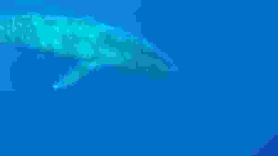 Whale Encounter