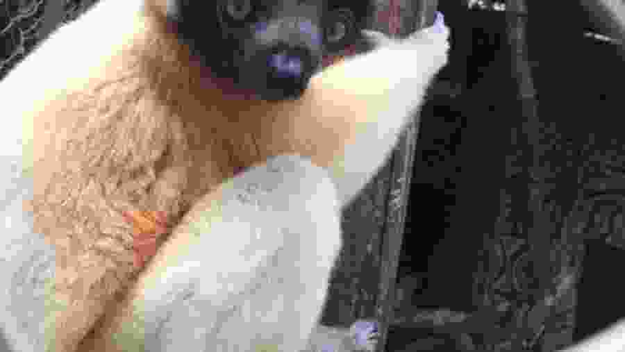Sifaka spotting