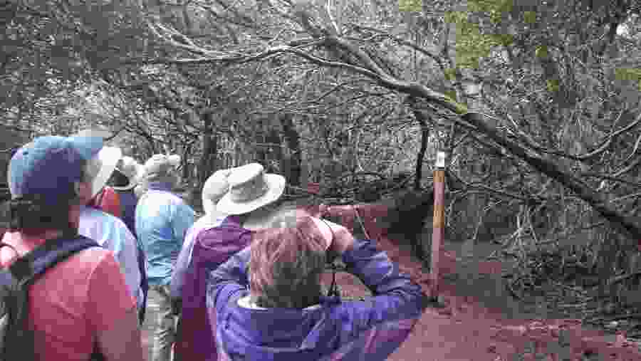 Use of binoculars to spot the birds