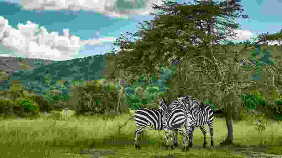 Rwanda Signature Safari