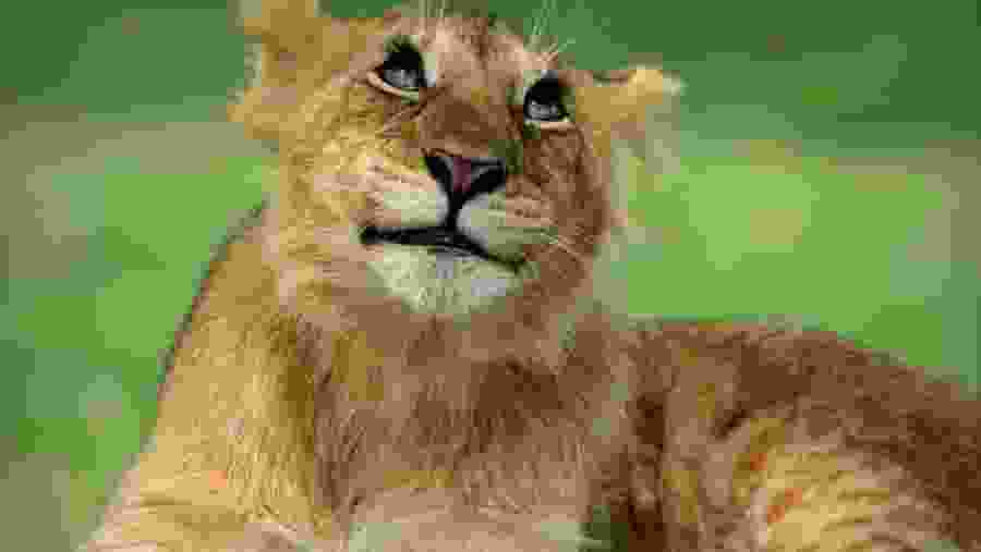 Lion at Serengeti National Park