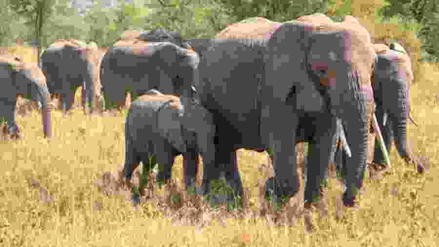 Elephants at Seregeti