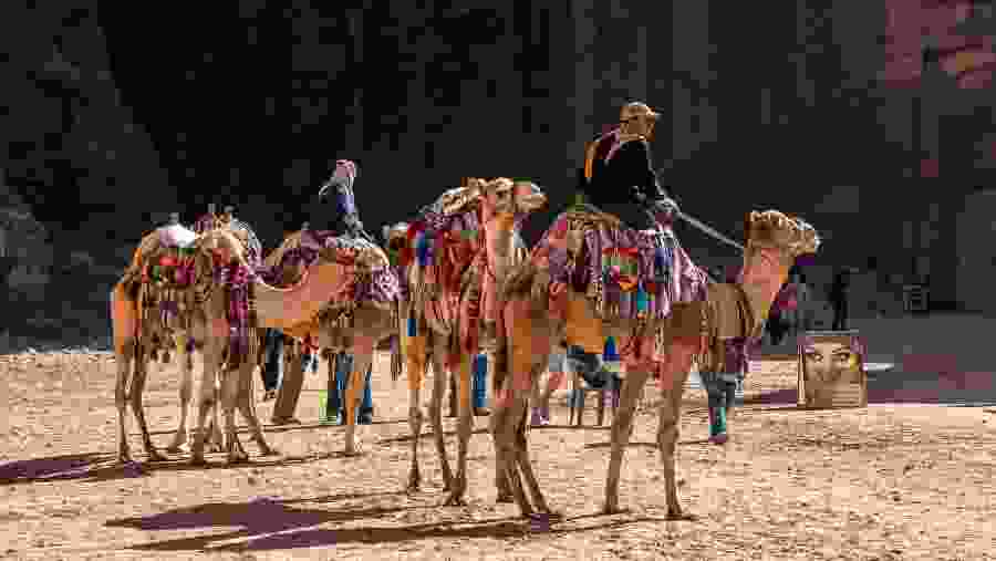 Camel ride in Petra