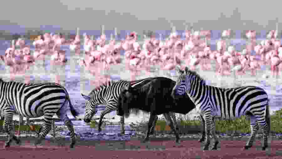 Lake Nakuru National Park