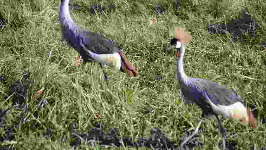 Grey Crowned Crane At Lake Manyara National Park