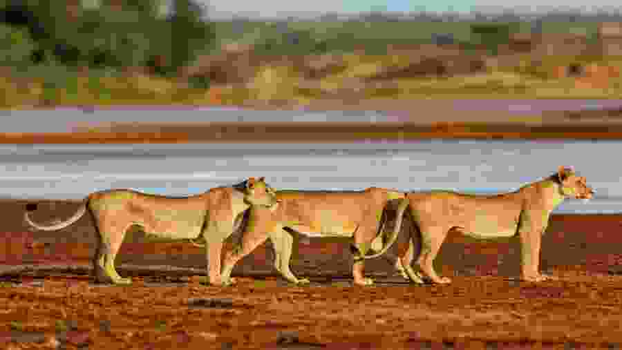 Lionesses in Samburu National Park