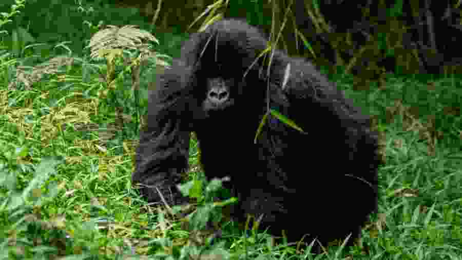 Gorilla