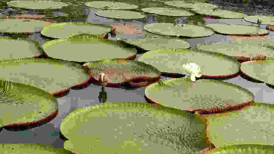 Giant water lily 