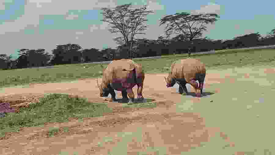 Rhino Conservation Journey