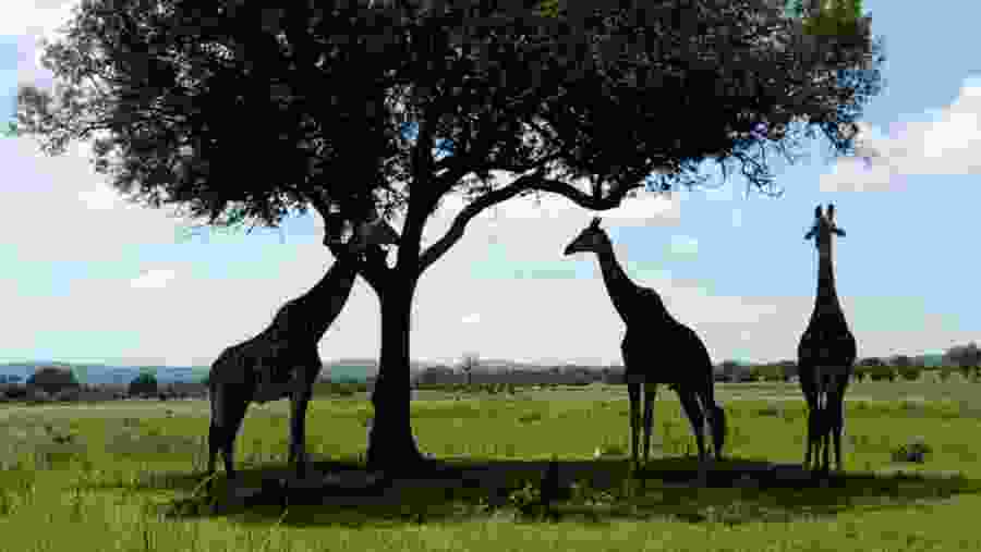 Girraffes at Mikumi National Park
