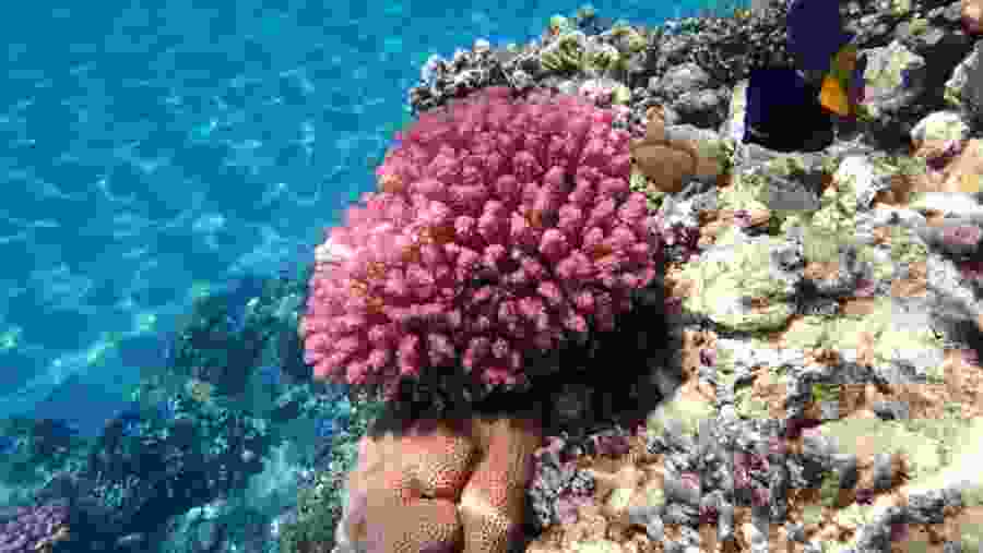 Aquatic life in the Red Sea