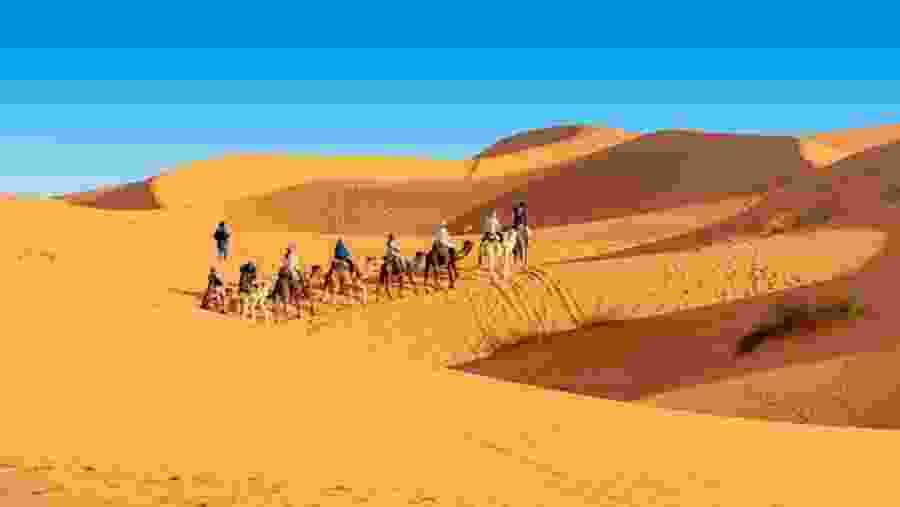 Camel Ride in Erg Chebbi Dunes