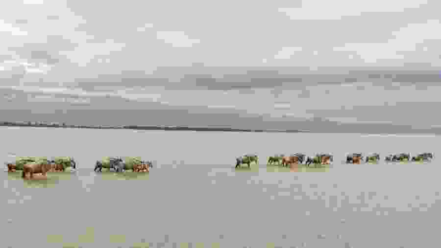 Animals crossing the river