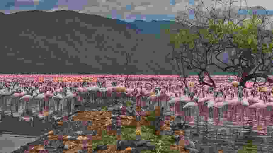 Flamingos