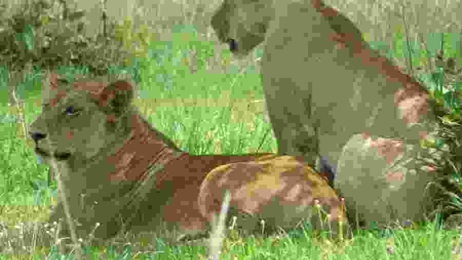 Lions at Mikumi National Park