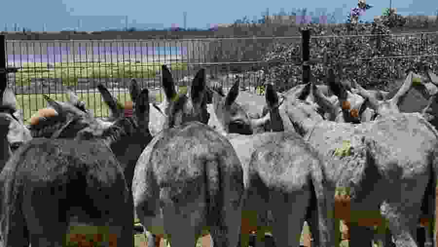 Donkeys